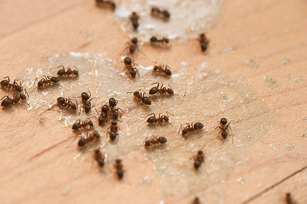 Best Affordable Pest Control Services  in Bon Aqua Junction, TN